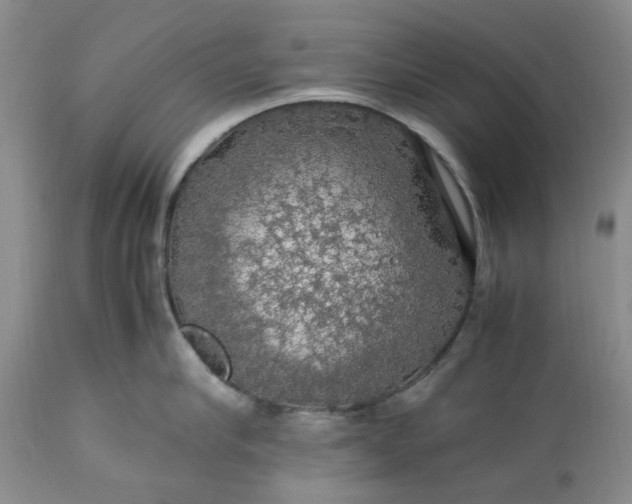 X0000113600910200910021738