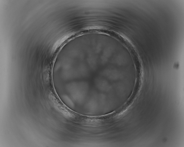 X0000113600921200910021737