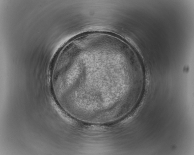 X0000113600981200910021737