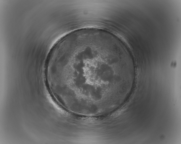 X0000113600991200910021737