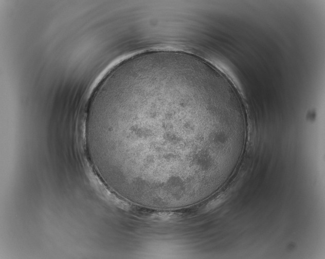 X0000113601000200910021736