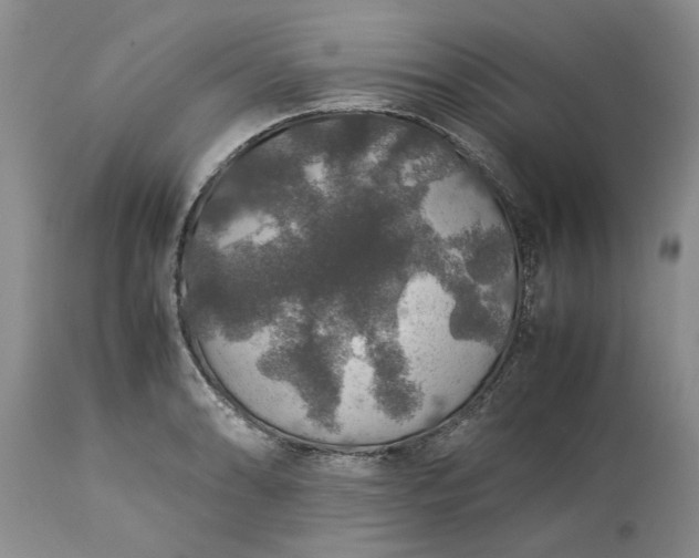 X0000113601086200910021735