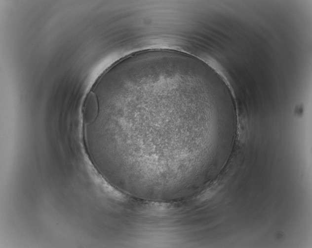 X0000113601096200910021735