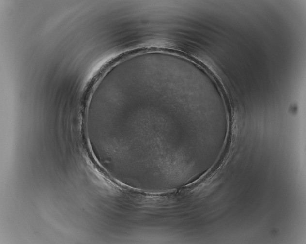 X0000113601115200910021734