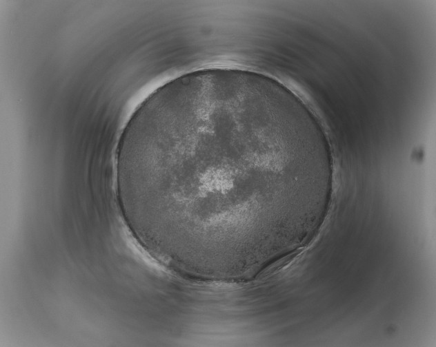 X0000113601238200910021733