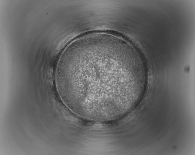 X0000113601265200910021733