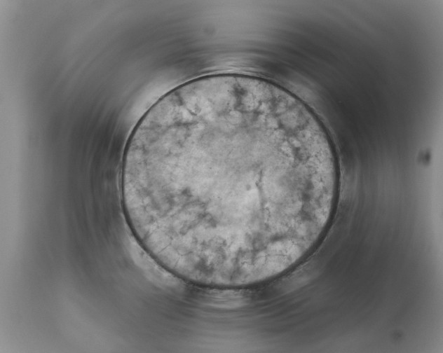 X0000113601338200910021732