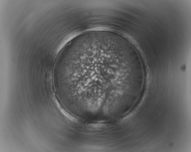 X0000113601425200910021730