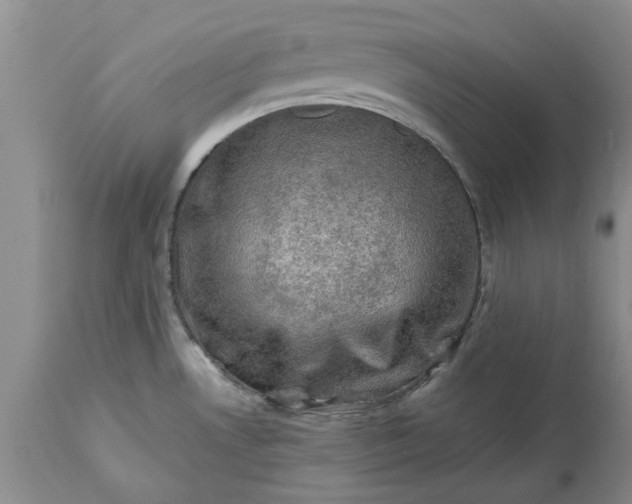 X0000113601530200910021729