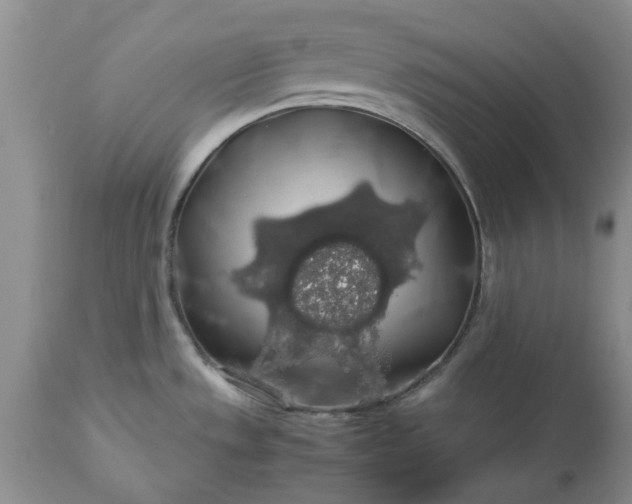 X0000113601533200910021729