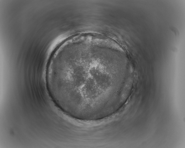 X0000113600006200910091530