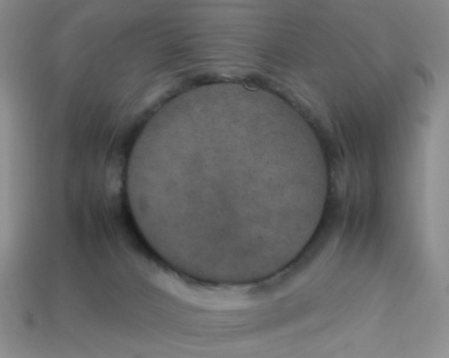 X0000113600032200910091529