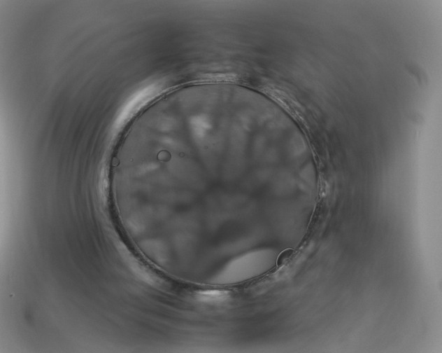 X0000113600053200910091529