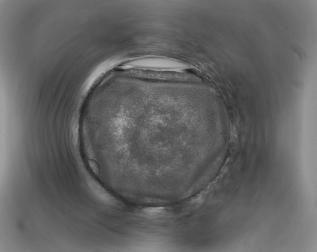 X0000113600054200910091529