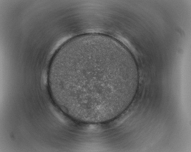 X0000113600060200910091529