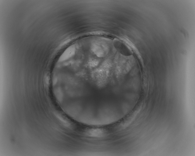 X0000113600063200910091529