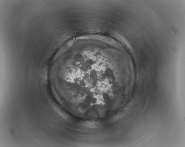 X0000113600065200910091529