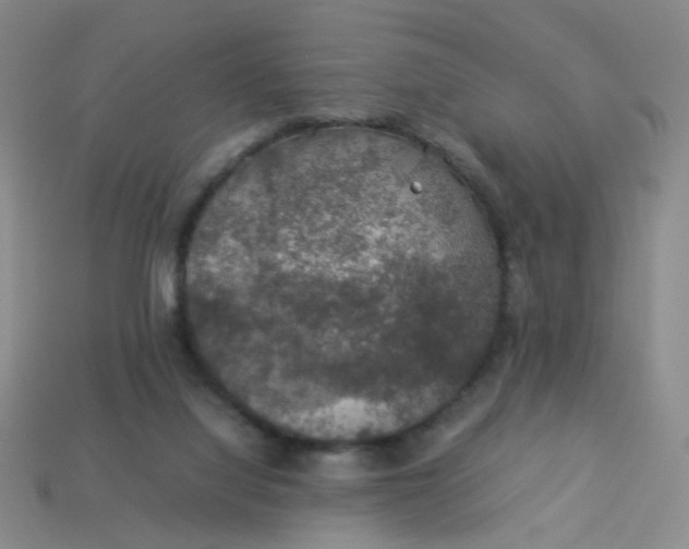 X0000113600068200910091529