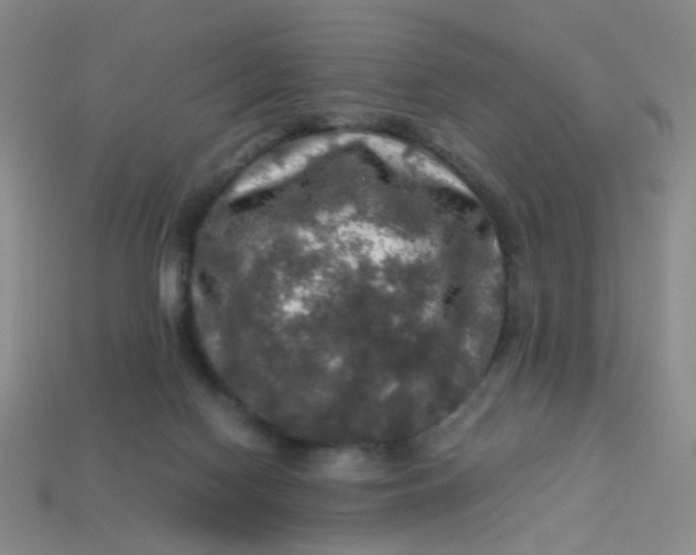 X0000113600074200910091529