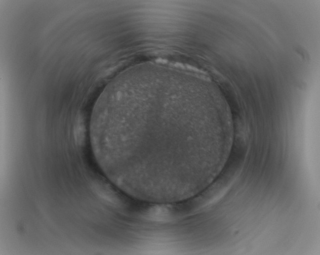 X0000113600080200910091529