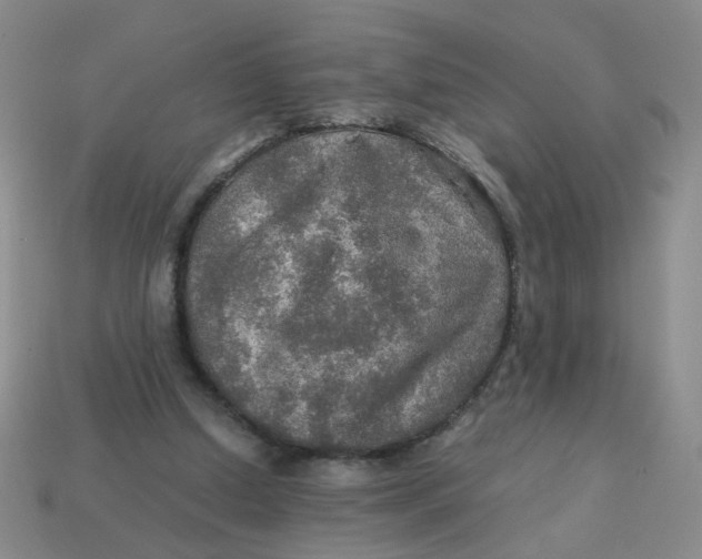 X0000113600250200910091526