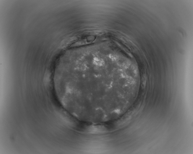 X0000113600270200910091526