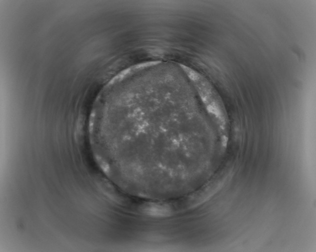 X0000113600275200910091526