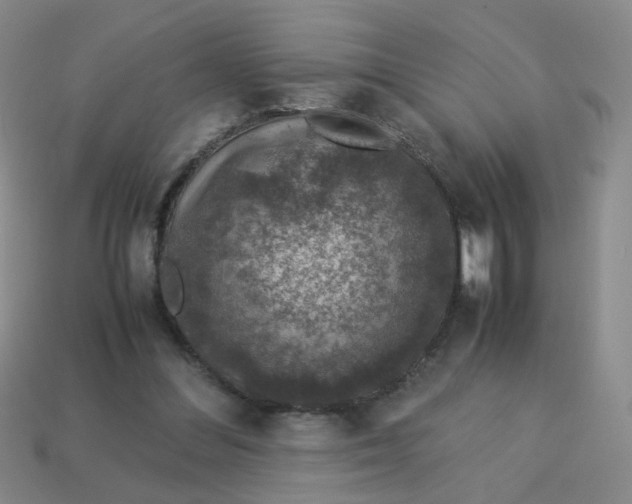 X0000113600300200910091526