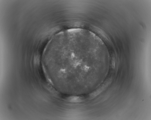 X0000113600326200910091525