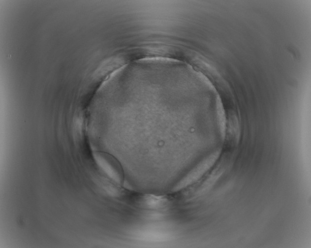 X0000113600333200910091525