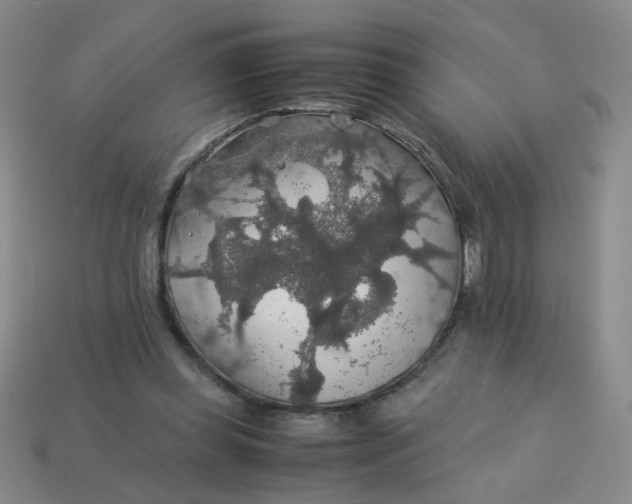 X0000113600349200910091525