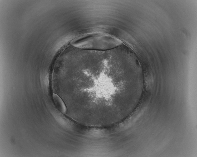 X0000113600350200910091525