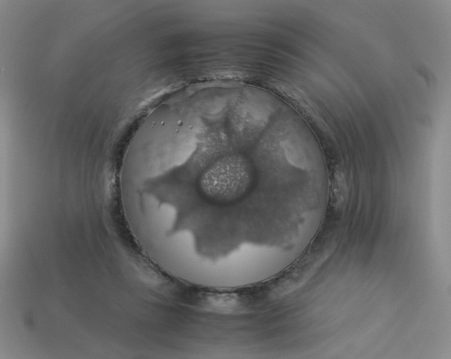 X0000113600355200910091525