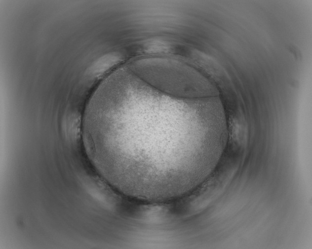 X0000113600356200910091525