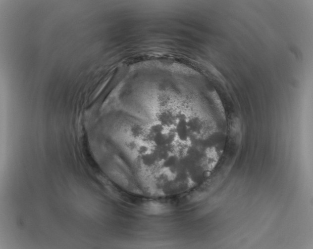 X0000113600565200910091523