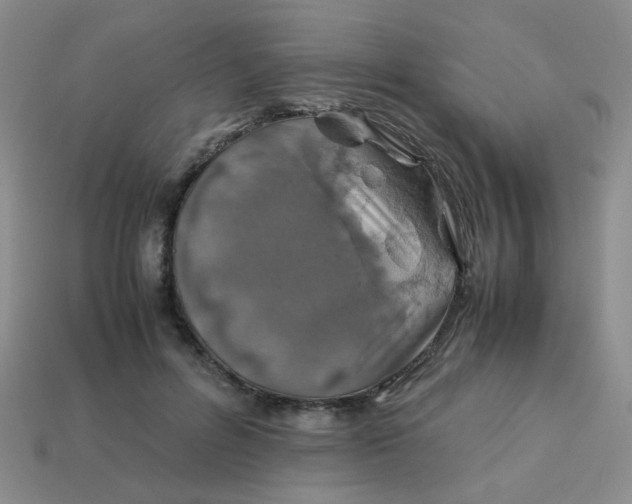 X0000113600600200910091522