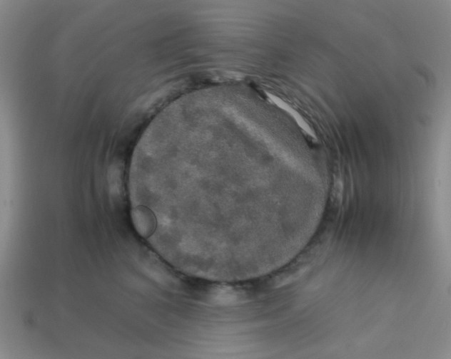 X0000113600616200910091522