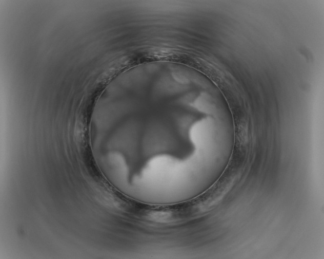 X0000113600653200910091521