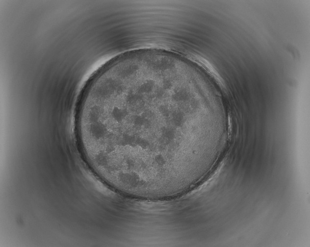 X0000113600780200910091520