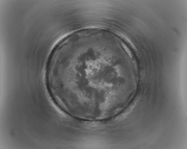 X0000113600991200910091517