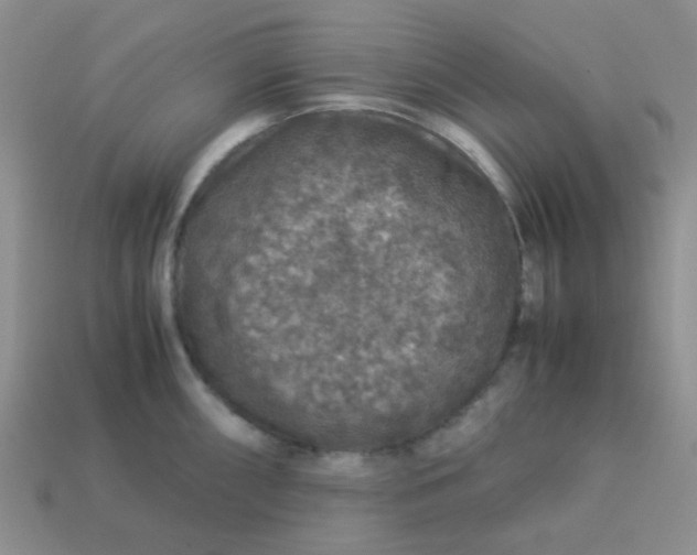 X0000113601098200910091515