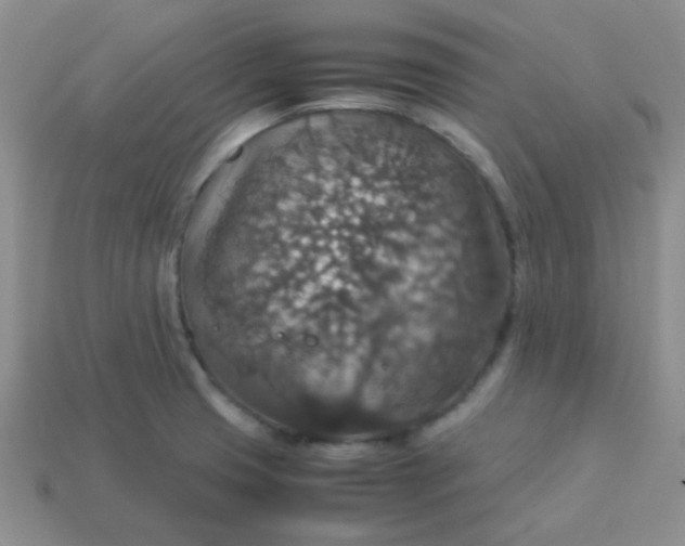 X0000113601425200910091511