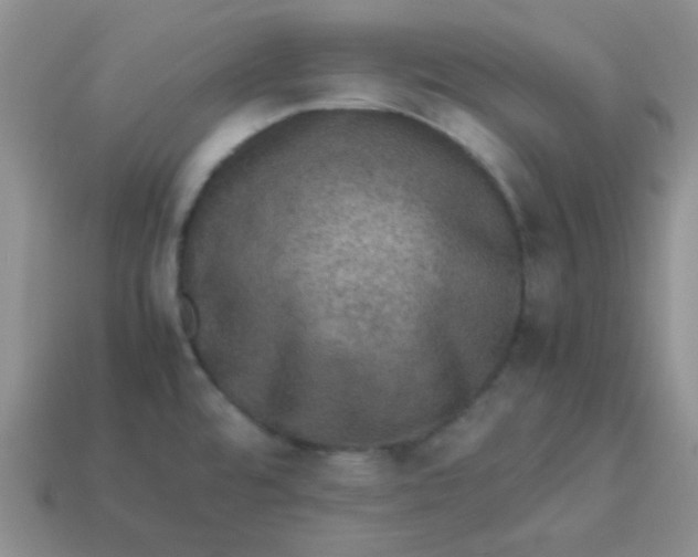 X0000113601480200910091510