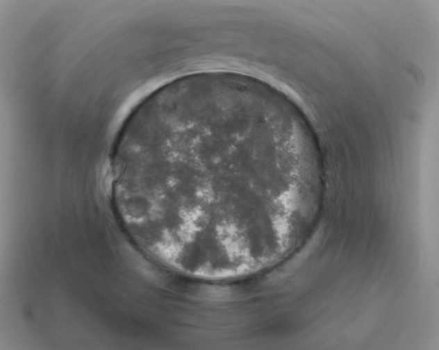 X0000113601509200910091510