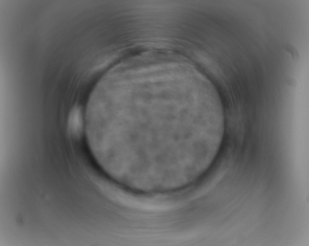 X0000113600028200910161916