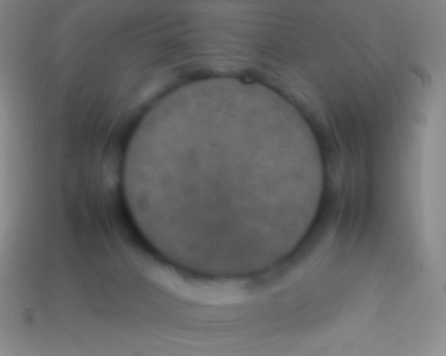 X0000113600032200910161916