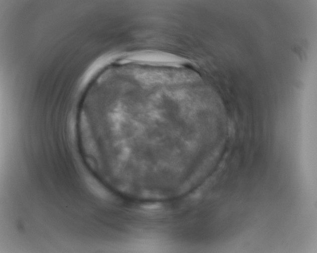 X0000113600054200910161915