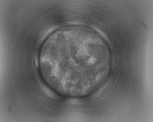 X0000113600062200910161916