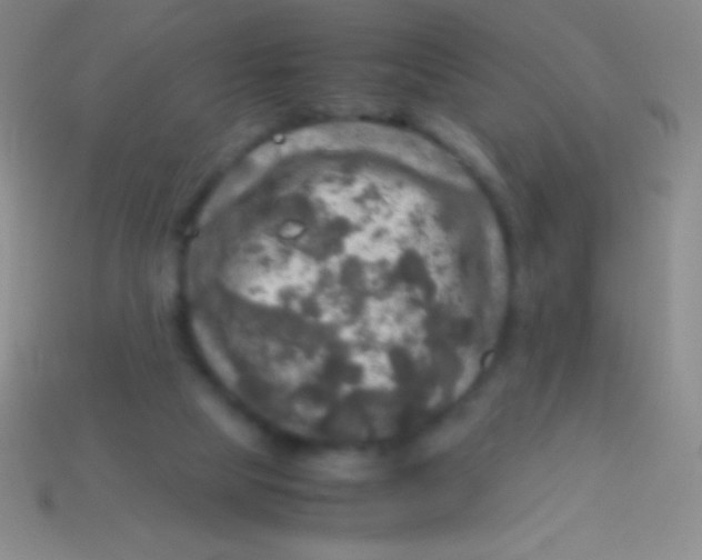 X0000113600065200910161916