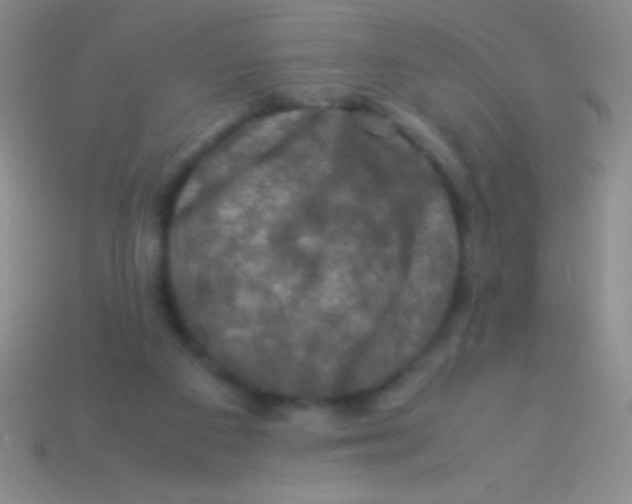 X0000113600113200910161915